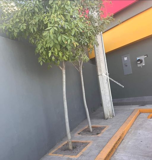 ESTOS SON LOS ÁRBOLES QUE NO LEVANTAN LA BANQUETA Y PUEDES PLANTAR AFUERA DE TU&nbsp;CASA