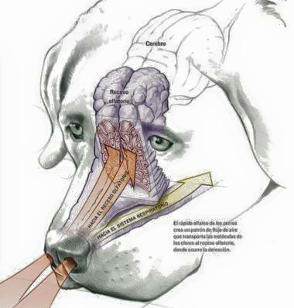 Olfato de Perros