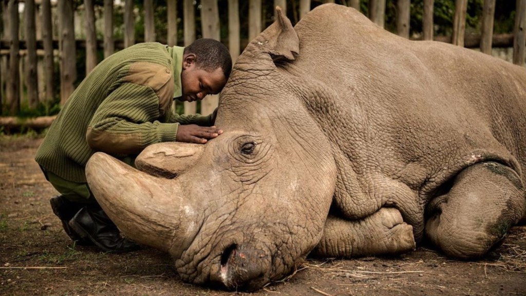 El Último Rinoceronte&nbsp;Blanco.