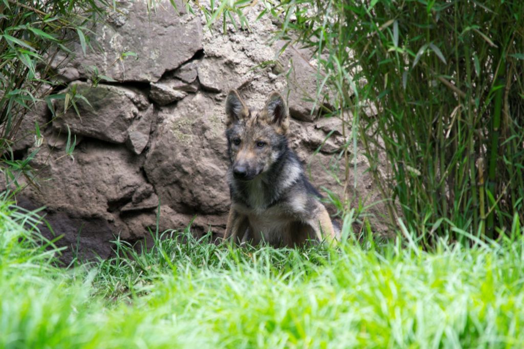 En EdoMéx preservan al lobo gris mexicano a través de la&nbsp;CEPANAF.