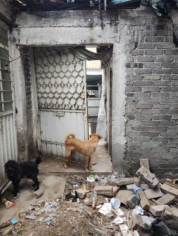Fiscalía Mexiquense rescata dos caninos que se encontraban en condiciones insalubres en un inmueble de Ecatepec, Estado de&nbsp;México.