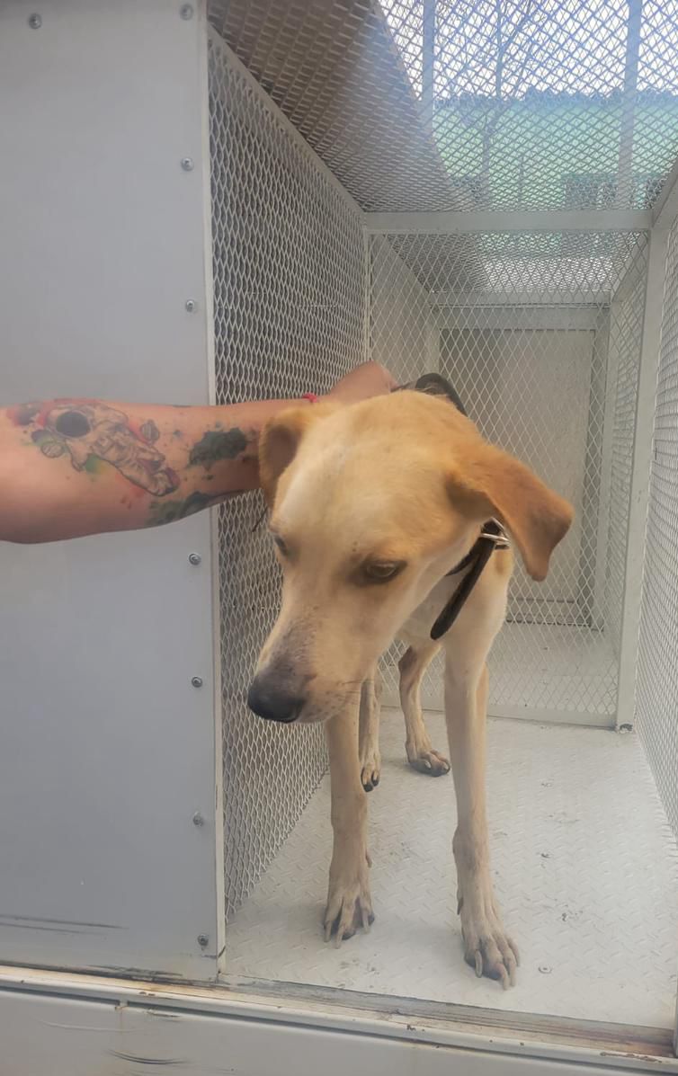 Fiscalía Mexiquense y PROPAEM rescatan a un Canino, durante ejecución de Técnica de Cateo en un Inmueble ubicado en Tlalnepantla, Estado de&nbsp;México.