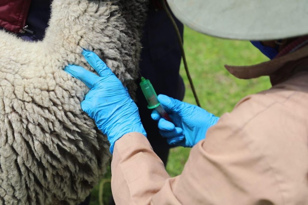 Implementa Secretaría del Campo una estrategia para erradicar enfermedades en el&nbsp;ganado.