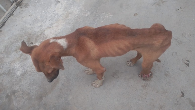 Rescata Fiscalía Mexiquense a Dos Caninos que se encontraban en condiciones de maltrato, en inmuebles de Los Municipios de Toluca y&nbsp;Ecatepec.