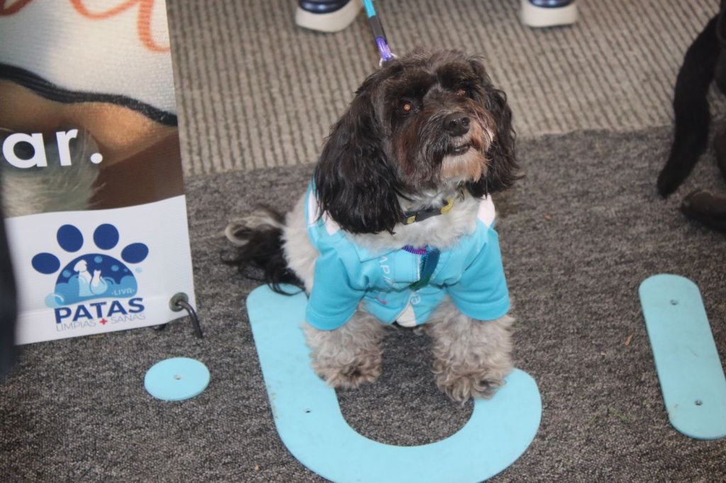 Lleva GEM atención médica gratuita para michis y lomitos de&nbsp;Naucalpan.