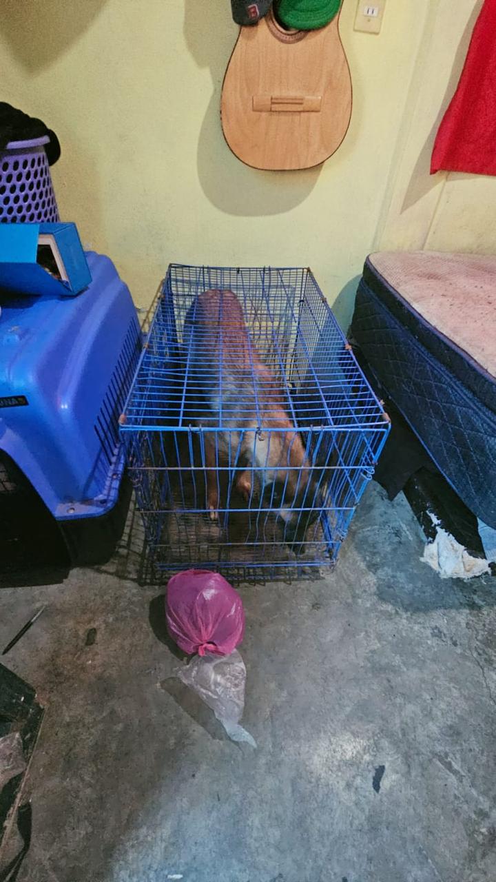 Rescata Fiscalía Mexiquense a 23 Caninos y 1 Felino que se encontraban en condiciones de Maltrato Animal, en Inmuebles ubicados en Los Municipios de La Paz y Tecámac, Estado de&nbsp;México.