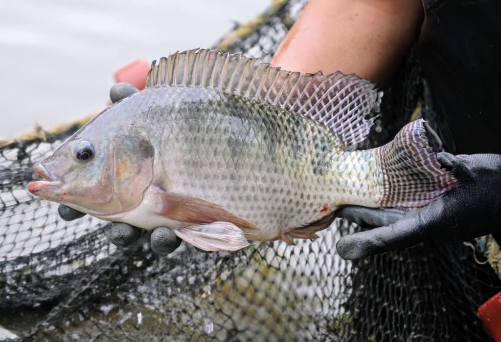 Donan Secampo y DIFEM 500 mil crías de carpa y tilapia para mejorar alimentación en comunidades con alto grado de&nbsp;marginación.