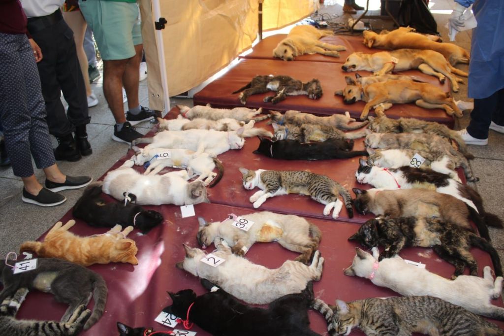 Realiza GEM exitosa Caravana por el Bienestar Animal en&nbsp;Chalco.