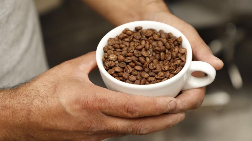 Exportan café de Temascaltepec a Japón; productores afirman que este grano vive su mejor&nbsp;momento.