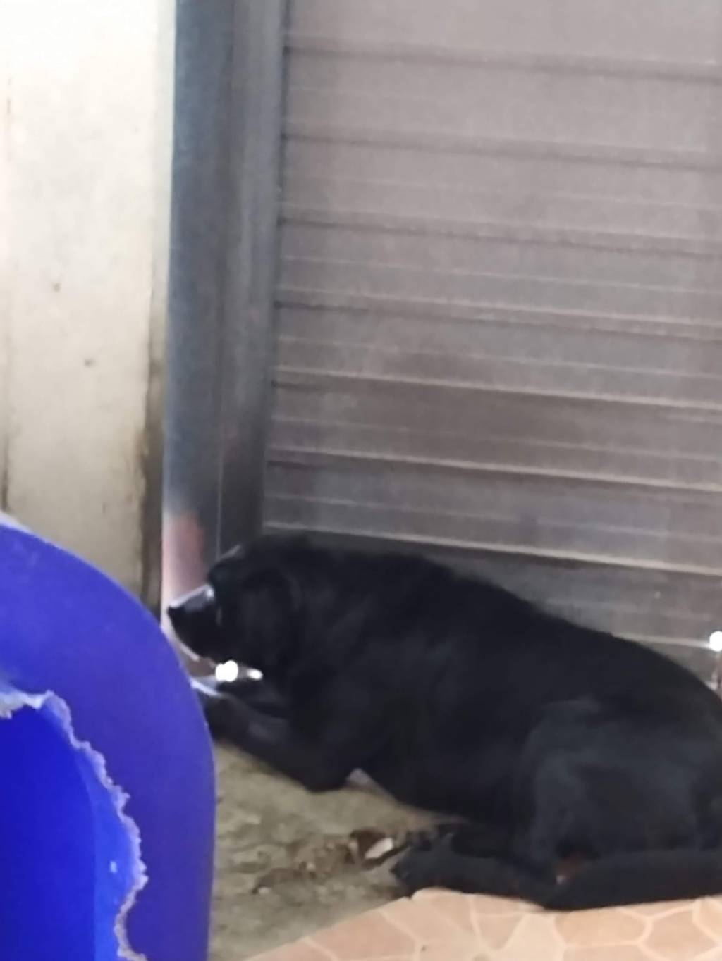 Poema de Un&nbsp;Perro.