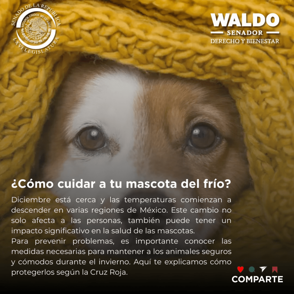 ¿Como Cuidar a Tu Perro del&nbsp;Frío?