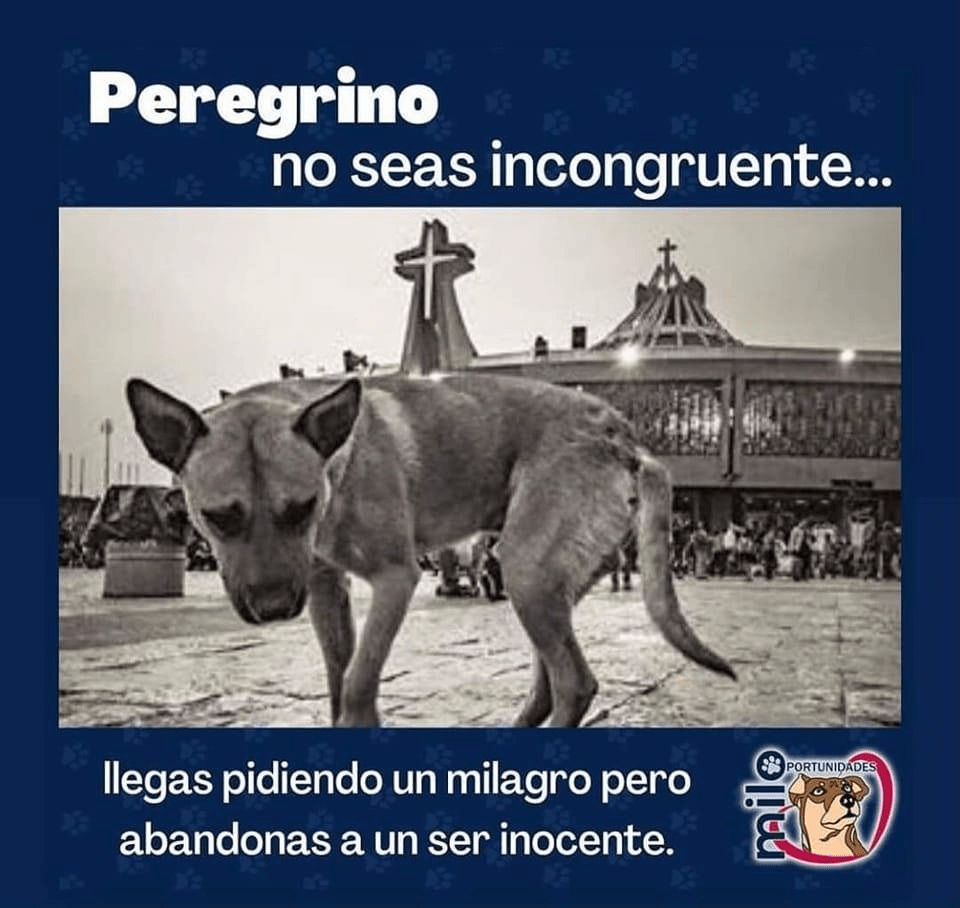 YO DIGO, YO&nbsp;PREGUNTO