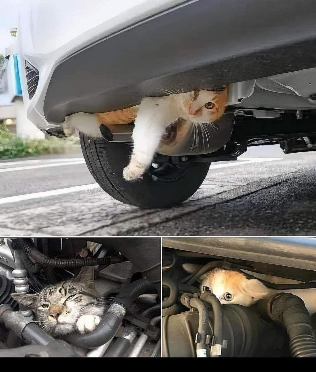 Información Importante.