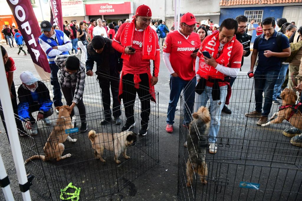 Encuentran hogar 240 lomitos y michis con el programa “Adopción Responsable” impulsado por la Gobernadora Delfina Gómez&nbsp;Álvarez.