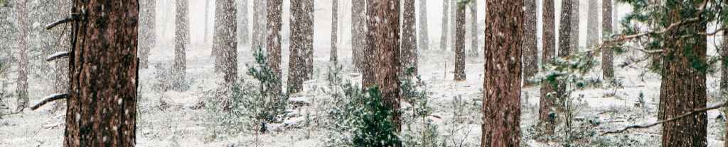 La promesa de Dios más allá de las&nbsp;ruinas.