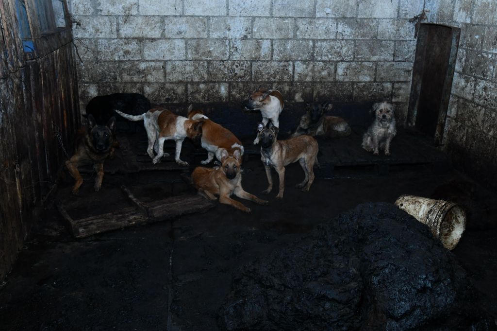 Condena Gobernadora Delfina Gómez Álvarez maltrato animal a más de 100 perros localizados en predio en Mexicaltzingo. 