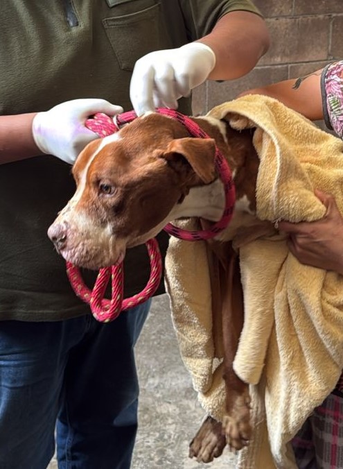 Fiscalía Estado de México, CEPANAF Y SSEM Rescatan a Caninos mediante Diligencias en Inmuebles de Toluca y Coacalco, Estado de&nbsp;México.