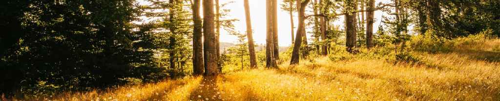Triunfo de la bondad en&nbsp;Cristo.