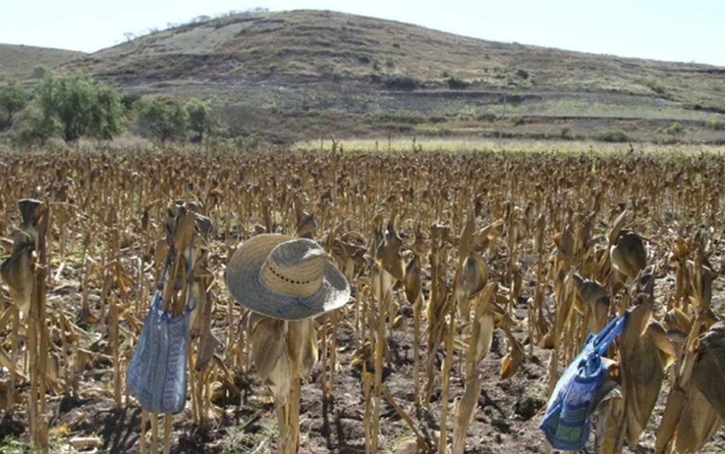 El sector agropecuario un desastre por la&nbsp;4T.