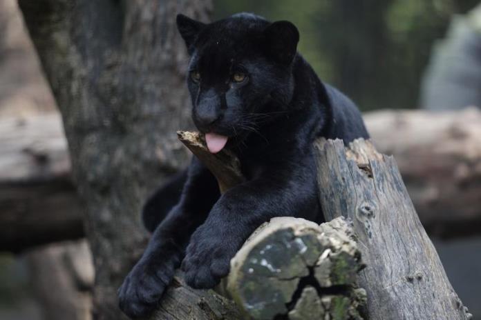 Proyecto de conservación del jaguar conjuga sabiduría ancestral y tecnología avanzada en&nbsp;México.