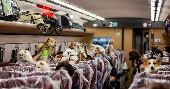 China pondrá a prueba servicio de envío de mascotas en algunos trenes de alta velocidad entre Beijing y&nbsp;Shanghai.