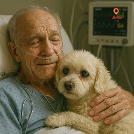 ¿Es Solo Un Perro? ES ALGO MAS QUE ESO Y QUE NO TODA PERSONA CAPTA, ENTIENDE Y&nbsp;DISCIERNE.