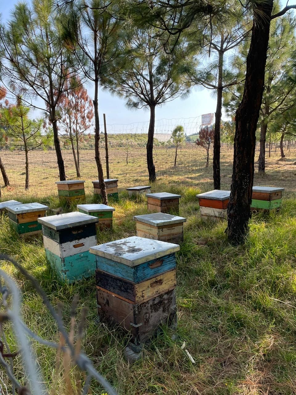 Produce EdoMéx más de 930 toneladas de miel al año; apoya GEM a apicultores con equipo y colmenas para incentivar esta&nbsp;actividad.