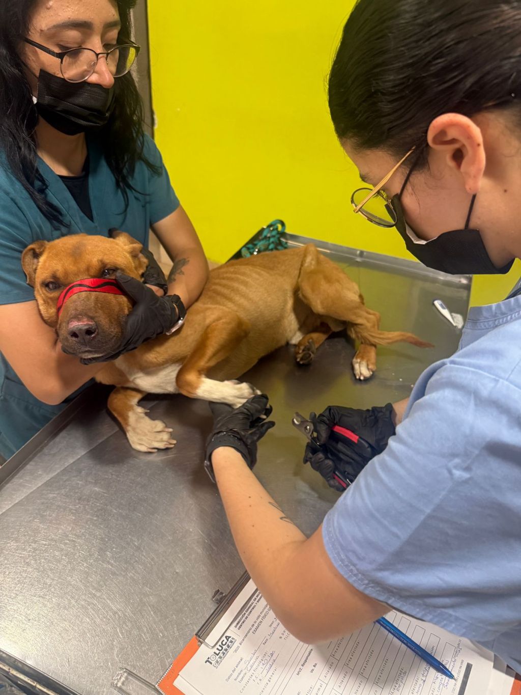 Estables los caninos rescatados en Totoltepec y&nbsp;Cacalomacán.