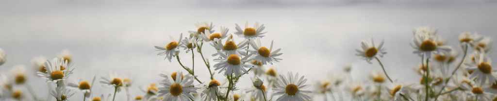Cirugía de Corazón