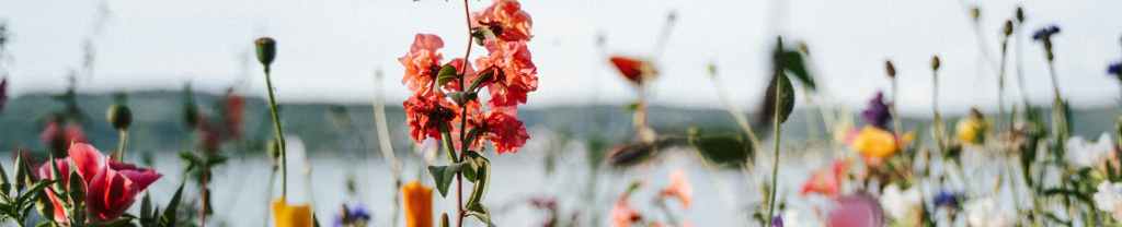 Ningún Dolor Desaprovechado.