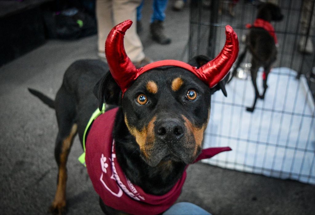 ¡Goooool de amor en el Nemesio Diez! Perros sin hogar encuentran familia en jornada de adopción del Gobierno del&nbsp;EdoMéx.