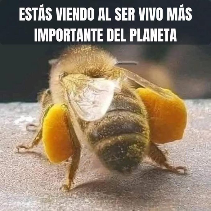 YO DIGO, YO&nbsp;PREGUNTO