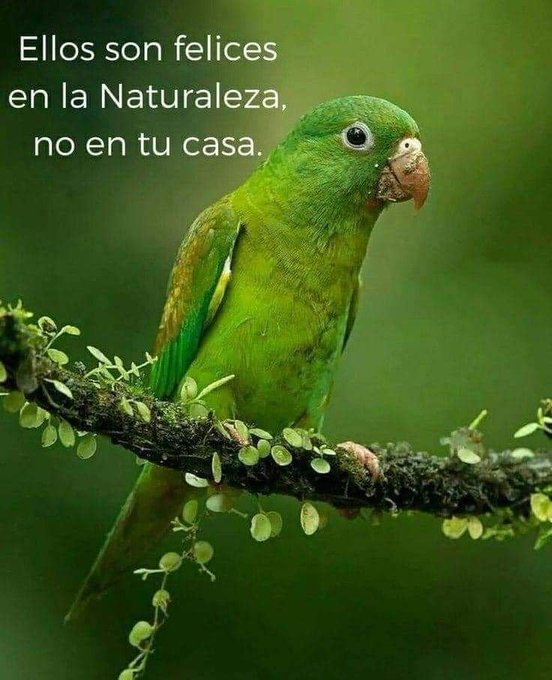 YO DIGO, YO&nbsp;PREGUNTO