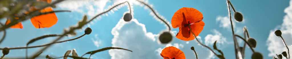 De Gloria en&nbsp;Gloria.