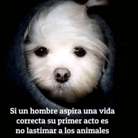 YO DIGO, YO&nbsp;PREGUNTO