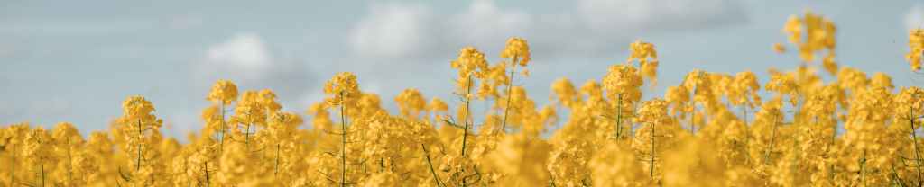 El poder de resurrección de&nbsp;Cristo.