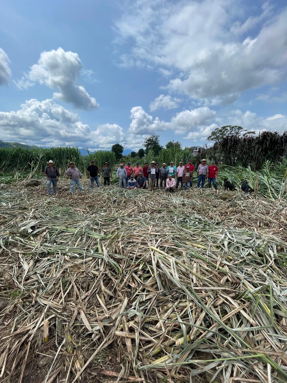Productores de Caña Comercializarán Su Producto en La Central de Abasto de La&nbsp;CDMX.