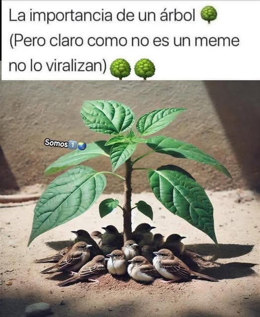 YO DIGO, YO&nbsp;PREGUNTO