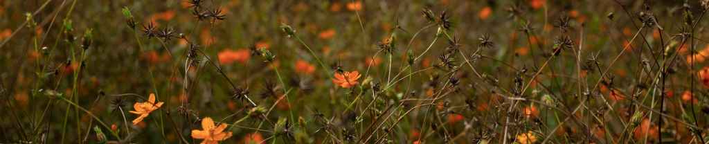 Reutilizado por Dios.