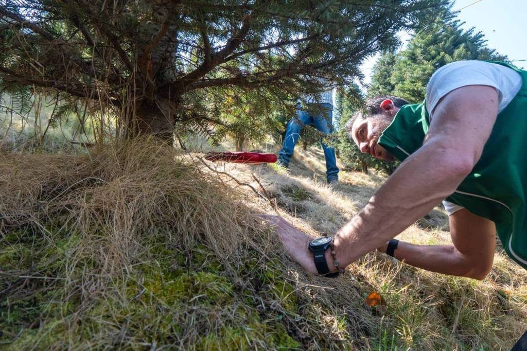 Impulsa Verde Edoméx comercio local de árboles de&nbsp;Navidad.