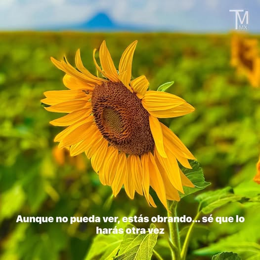 “Porque tú nos probaste, oh Dios; Nos ensayaste como se afina la plata. Nos metiste en la red…” (salmo&nbsp;66:10-11a.).