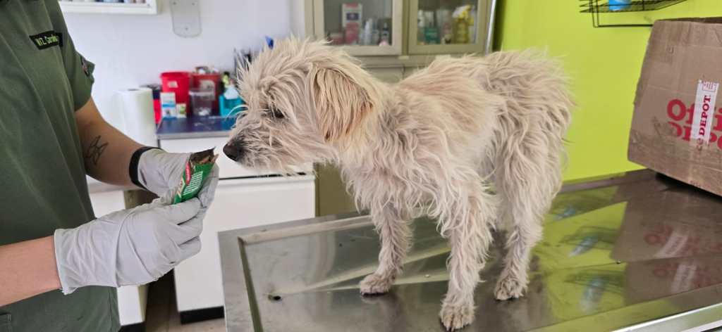 Recomienda Gobierno de Toluca manejar con precaución para evitar atropellar a seres&nbsp;sintientes.