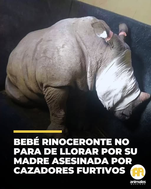 El Amor Insistió y&nbsp;Ganó.