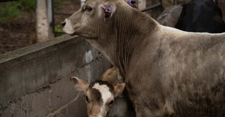 Estados Unidos presiona a México por medidas contra el gusano barrenador, afirma&nbsp;experto.
