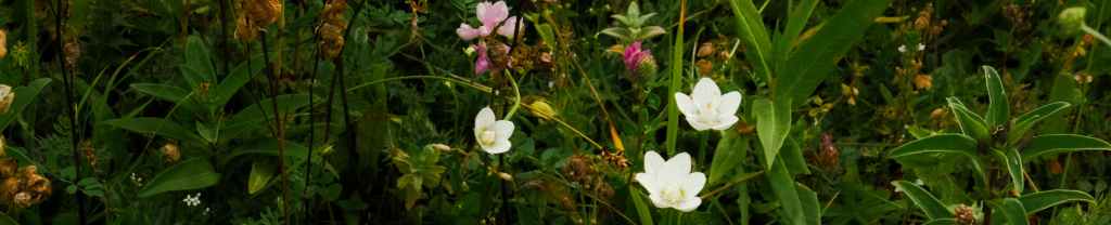 Generosidad hospitalaria.