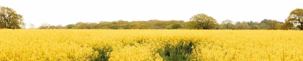 Cultivar la gratitud.