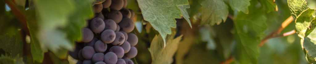 Restauración Divina.