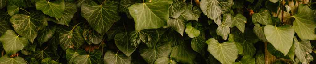 Abusar del nombre de&nbsp;Dios.