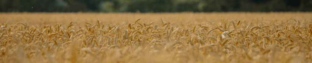 Jesús: alimento para el&nbsp;alma.