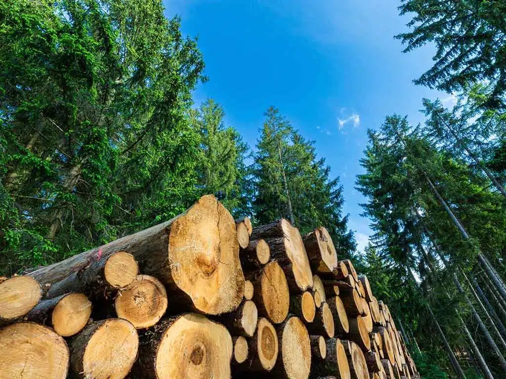 Autodefensa Forestal: Entre la Urgencia y la Responsabilidad.
